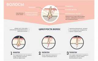 Жизненный цикл, скорость роста и глубина залегания волос на различных участках человеческого тела
